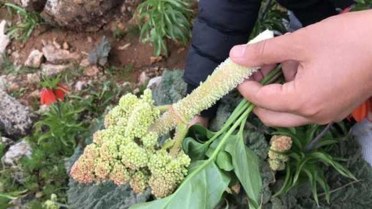 Yayla muzu olarak tabir edilen ışkın bitkisi için 2 bin rakıma tırmanıyorlar
