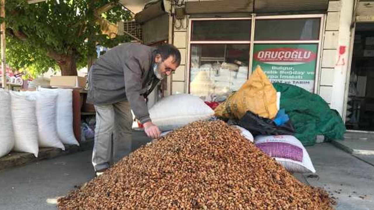 Erzincan’dan Malatya’ya 200 ton acı kayısı çekirdeği gönderiliyor