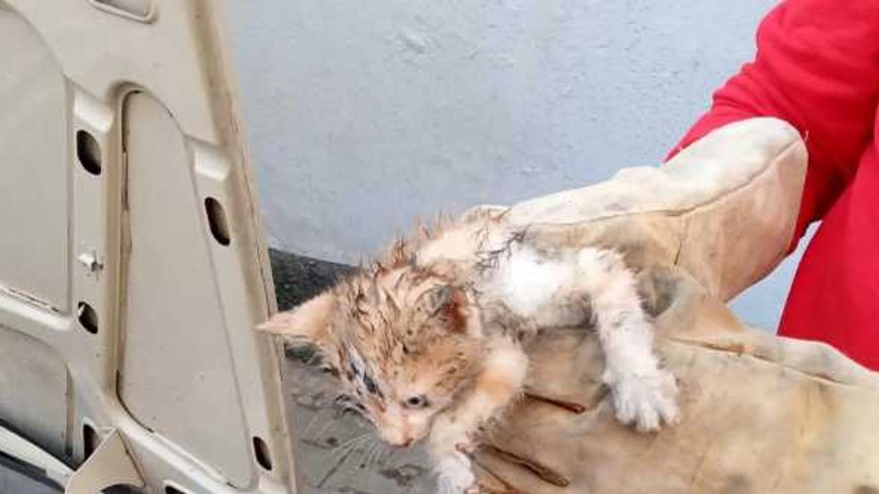 Otomobilin motor bölümünde sıkışan kedi yavrusunu itfaiye kurtardı