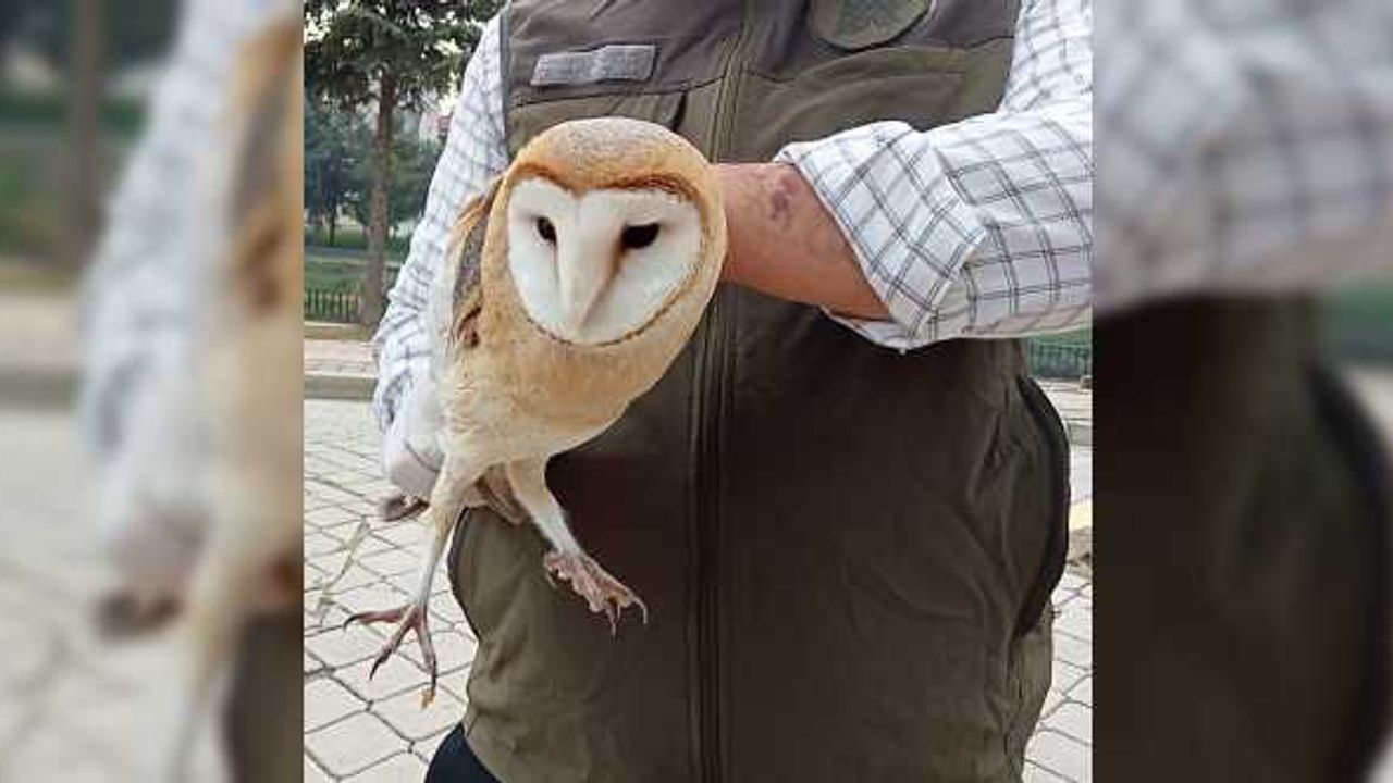 Samsun'da bulunan yaralı peçeli baykuş tedavi altına alındı