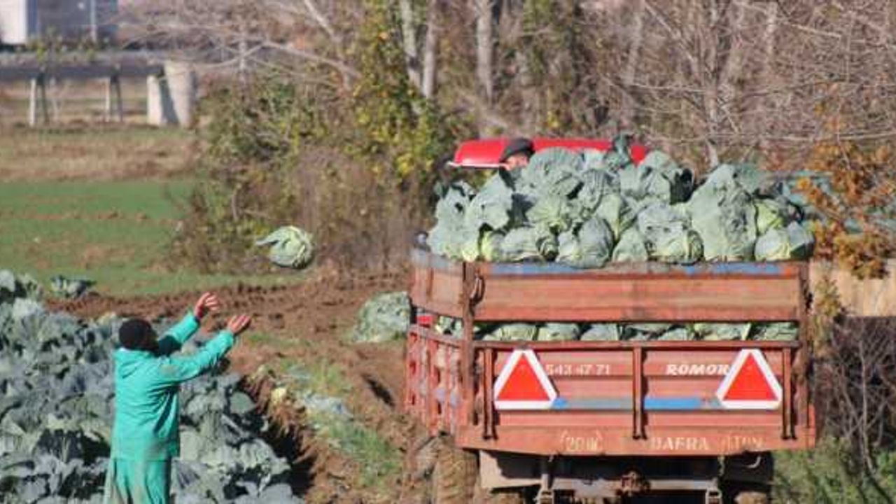 Bafra Ovası'nda 140 bin ton kelem rekoltesi bekleniyor