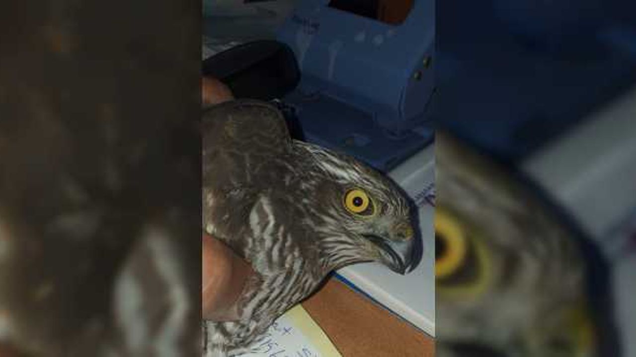 Giresun'da doğada yaralı bulunan atmaca koruma altına alındı