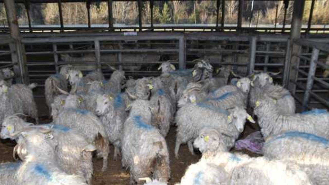 Karabük'te çiftçilere hibe destekli keçi ve teke dağıtıldı