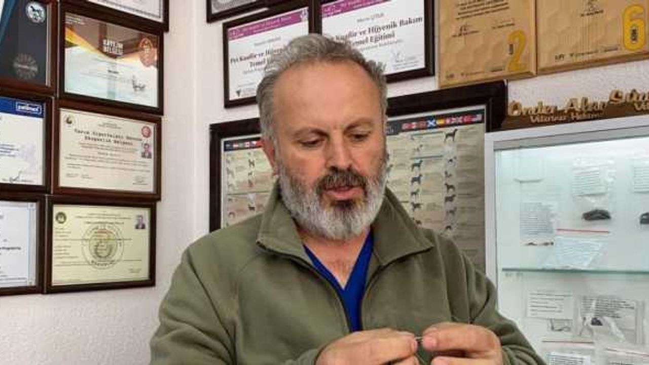Zonguldak'ta yavru kedinin yuttuğu dikiş iğnesi endoskopiyle çıkarıldı