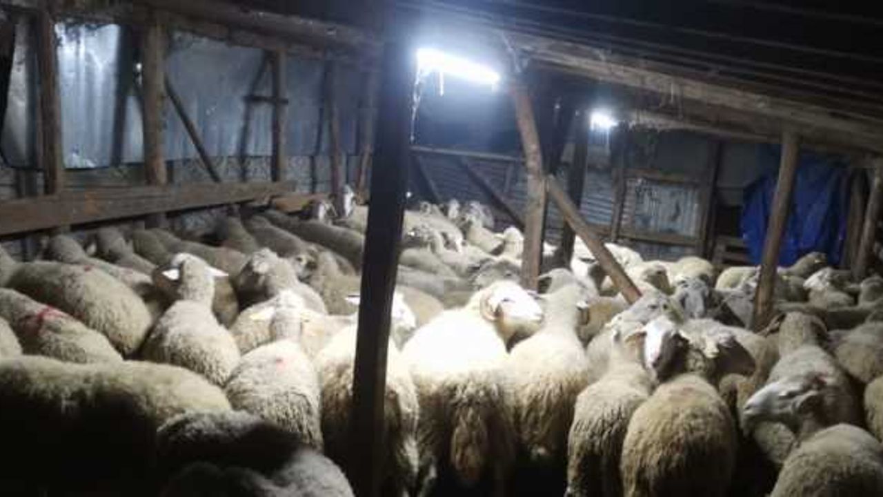 Bolu'da aldığı koyunların parasını ödemeden kaçtığı öne sürülen zanlı yakalandı