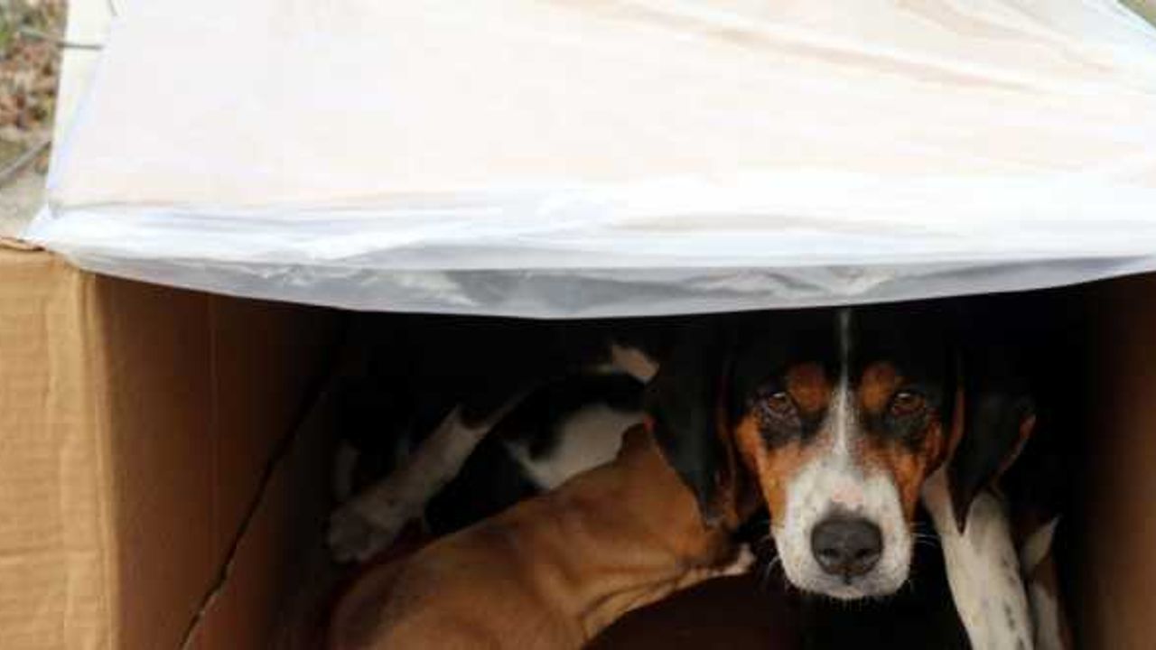 Durakta doğum yapan köpek ve yavrularına taksiciler sahip çıktı