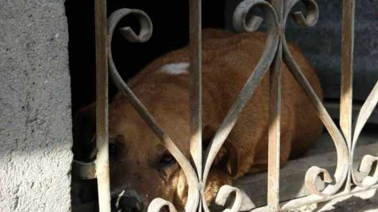 Evin bodrumunda mahsur kalan köpek itfaiye ekiplerince kurtarıldı