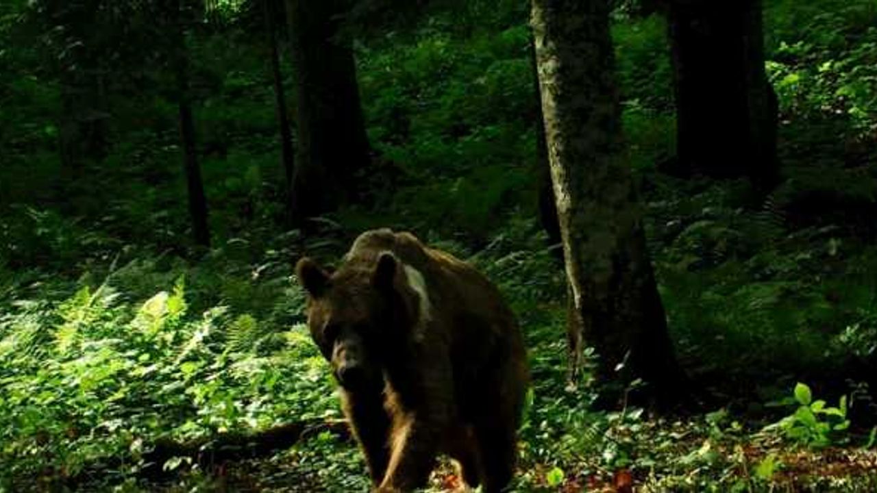 "Havanın soğumaması yüzünden kış uykusuna yatamayan bozayılar saldırabilir" uyarısı