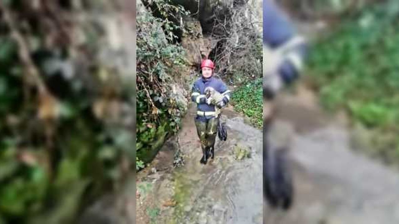 Karabük'te dereye düşen köpek yavrusunu itfaiye kurtardı