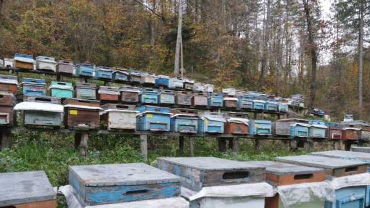 Kastamonu'nun tescilli kestane balında rekolte iklim şartları nedeniyle düştü