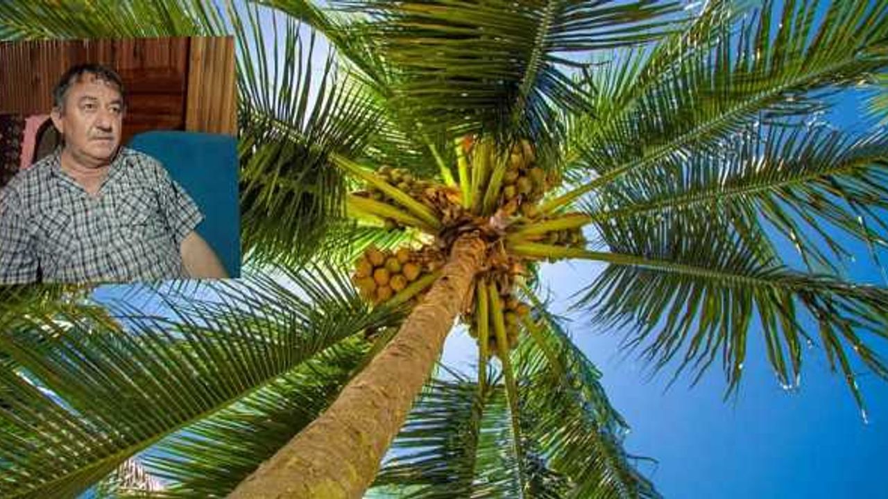 Palmiye ağacından düşen vatandaş hayatını kaybetti
