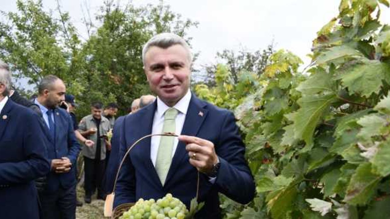 Safranbolu'da tescilli ürünler arasına giren "çavuş üzümü"nün belgesi alındı