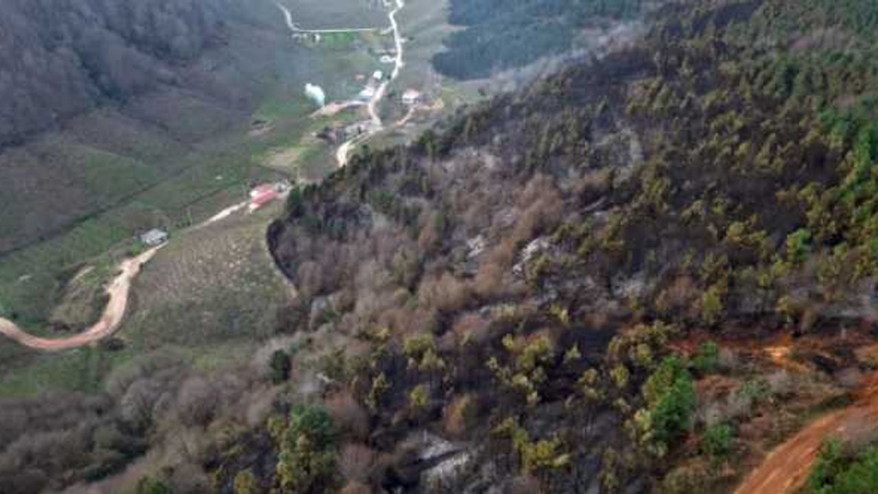 Sakarya'daki orman yangınında zarar gören 50 dönümlük alan havadan görüntülendi