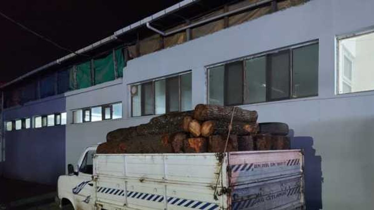 Samsun'da kaçak kesilmiş 7 ton odun ele geçirildi