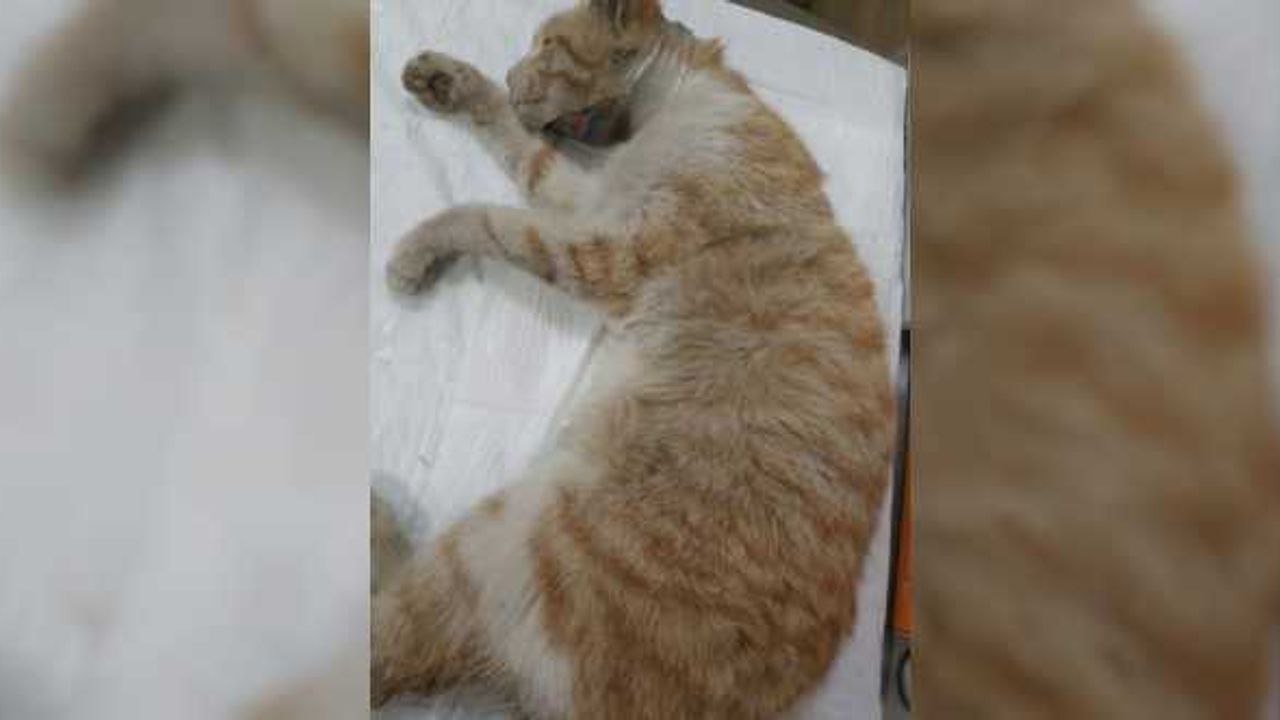 Trabzon'da başı cam kavanoza sıkışan kedi kurtarıldı