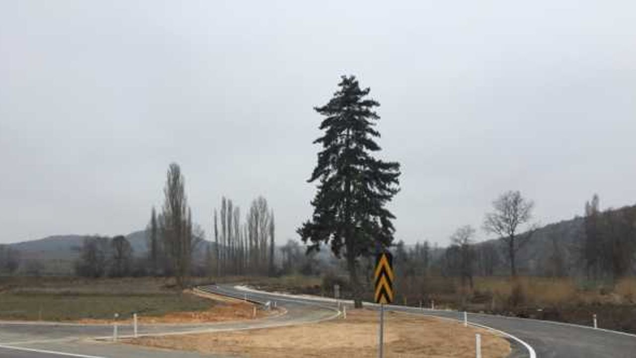 Yol planında revize yapıp kesmek yerine ağacı korumaya aldılar