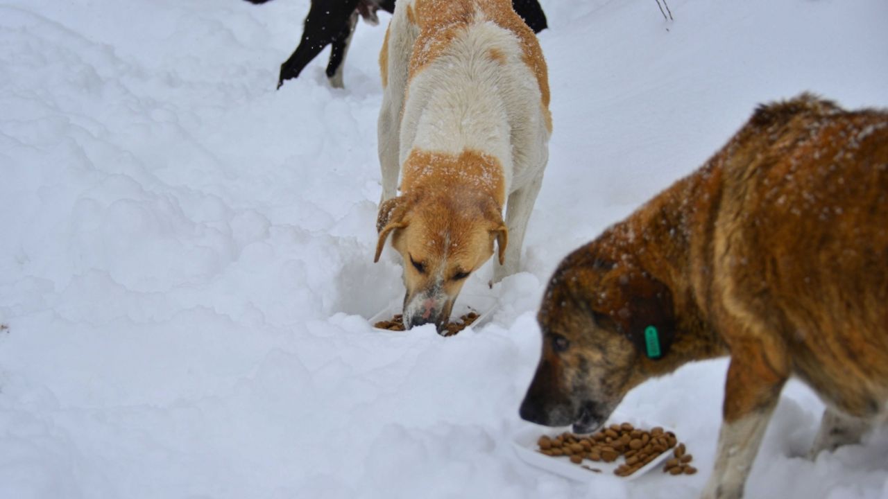 Ordu'da karda yiyecek bulmakta zorlanan sahipsiz hayvanlara yiyecek desteği