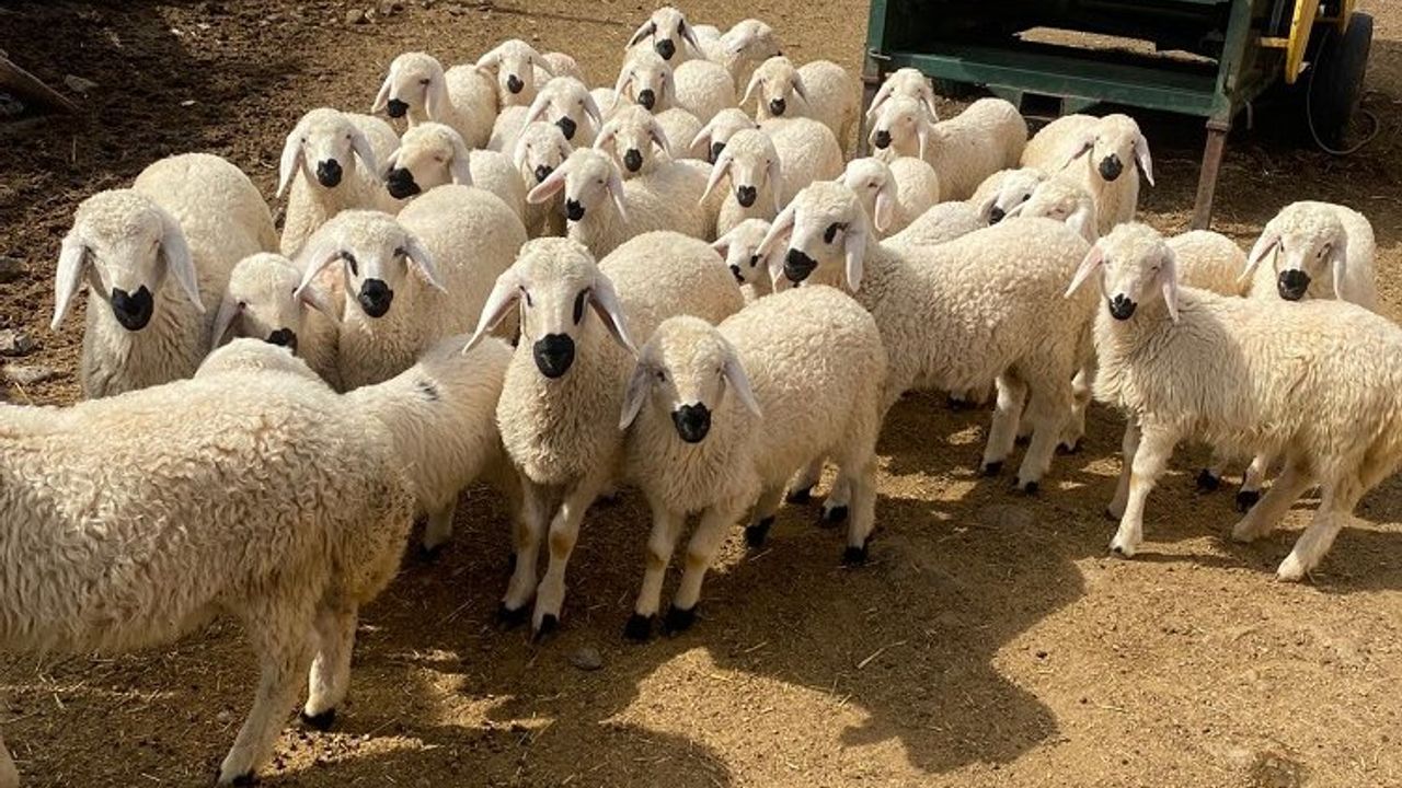 Kayseri'de meralar şenlendi