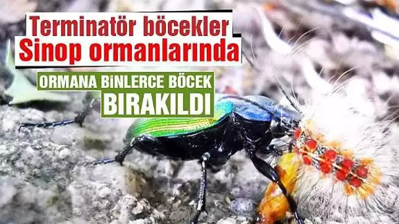 Sinop'ta doğaya avcı böcekler bırakıldı