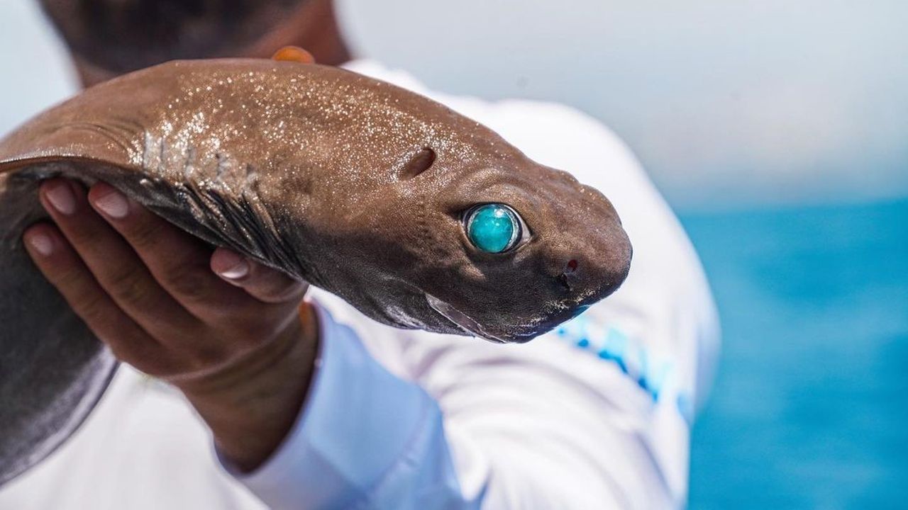 Antalya açıklarında balıkçının 400 metre derindeki oltasına 'ışık saçan'  köpek balığı takıldı - Vitrin Haber - Sinop Haberleri