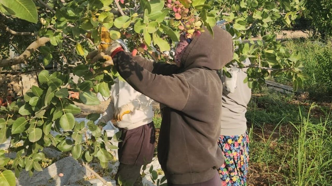 Şanlıurfa ve Siirt fıstığına rakip: Diyarbakır fıstığında hasat başladı