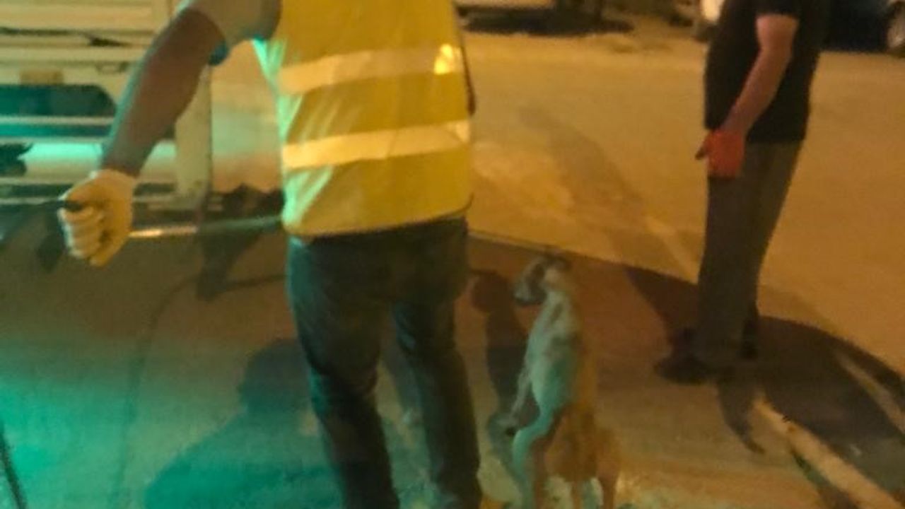 Diyarbakır’da uyuz belirtisi gösteren 14 sokak hayvanı barınağa götürüldü