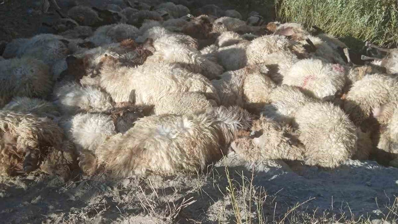 Hakkari’de kurtların saldırdığı 300 koyun birbirini ezerek telef oldu
