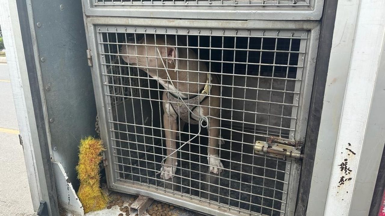Mersin’de 143 yasaklı ırk köpek bakımevine teslim edildi
