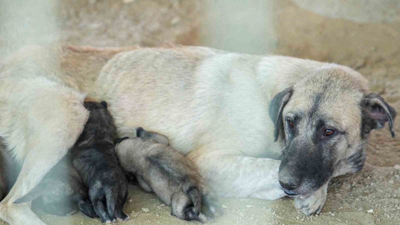 Tarsus’ta uçurumun kenarında mahsur kalan köpek ve yavruları belediye ekiplerince kurtarıldı