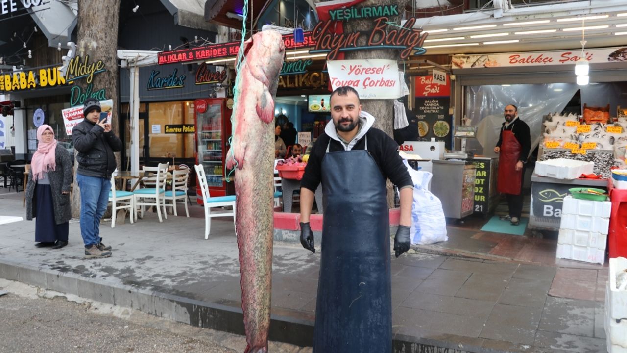 Amasya'da 75 kilogramlık yayın balığı yakalandı