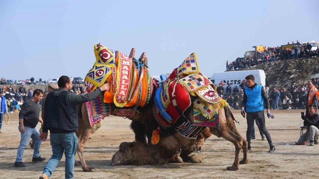 Salihli 10. Geleneksel Deve Güreşi Festivali’ne hazır