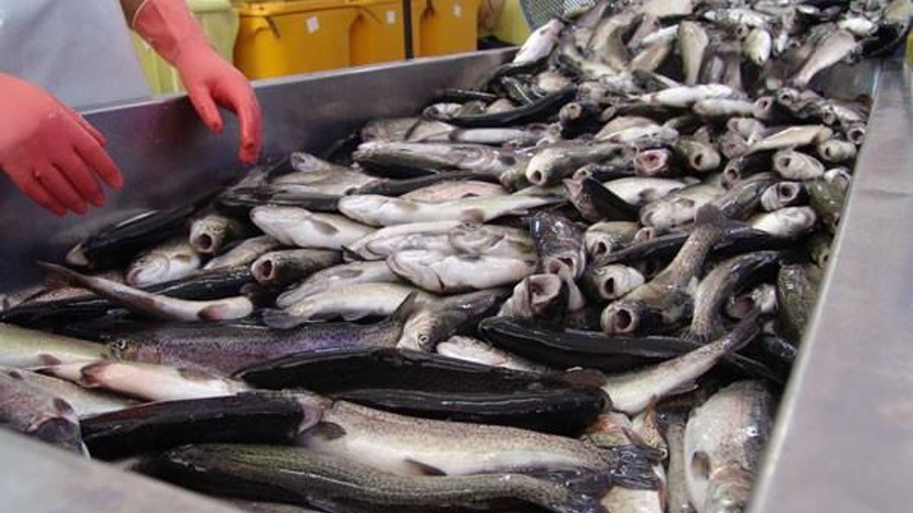 Seydikemer’den Almanya’ya balık ihracatı