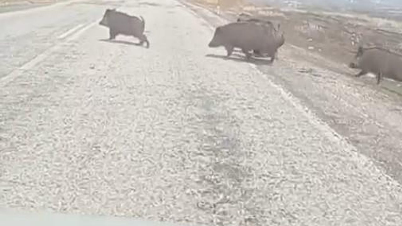 Varto yakınlarında ortaya çıkan domuz sürüsü paniğe sebep oldu