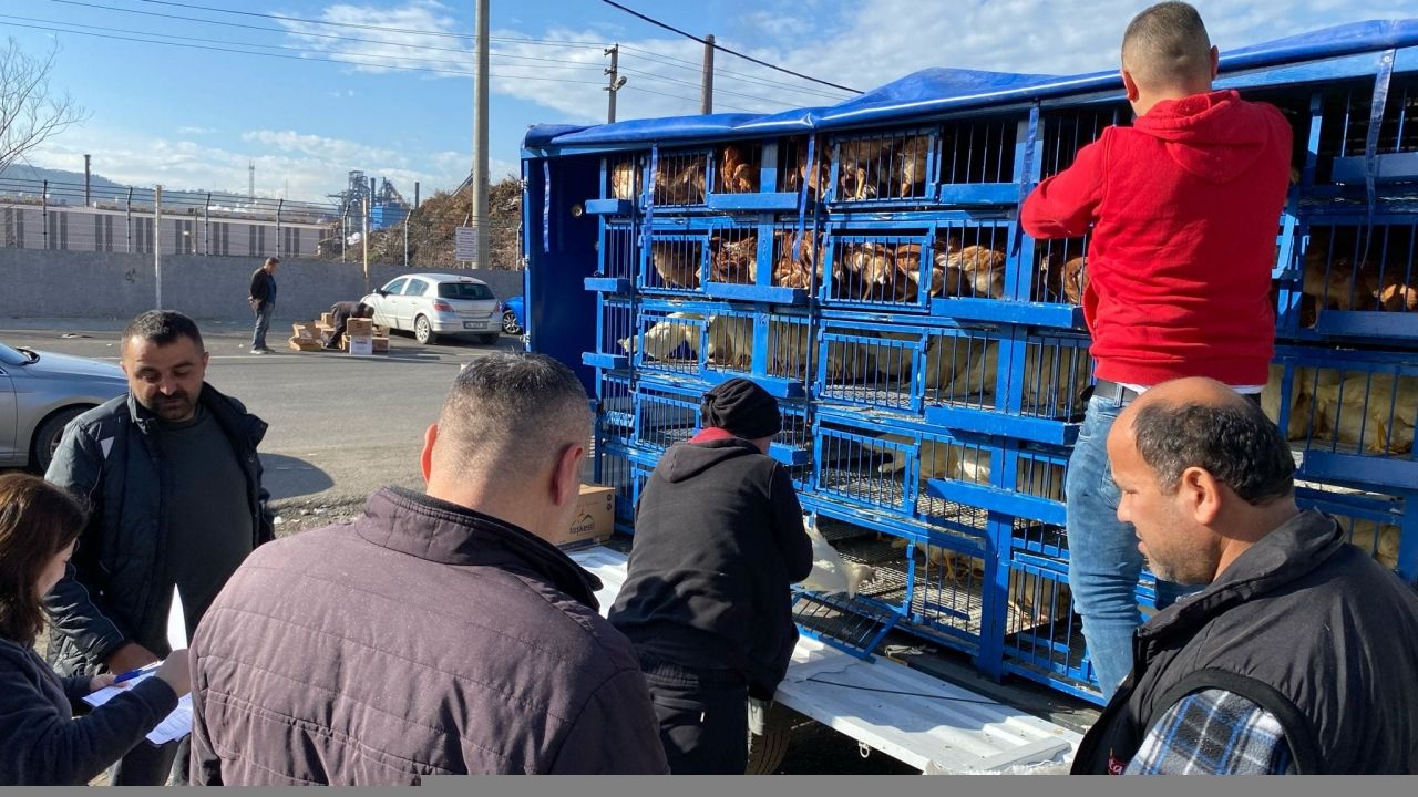 Zonguldak'ta çiftçilere 1500 tavuk dağıtıldı