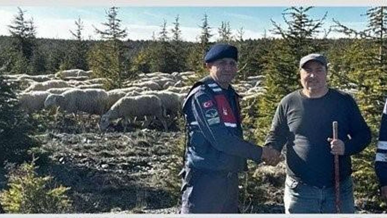 Çiftçinin kaybolan koyun sürüsünü jandarma ormanda buldu