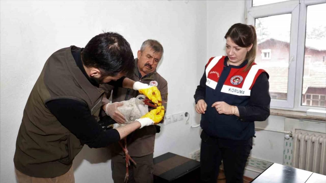 Isparta’da bulunan yaralı leylek ekipler tarafından kurtarıldı