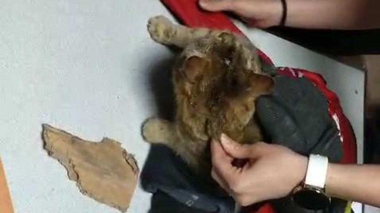 Kafasını mama kutusuna sıkıştıran kedinin yardımına itfaiye ekipleri yetişti