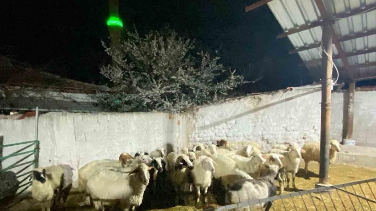 Konya’da koyun hırsızlığı şüphelisi yakalandı