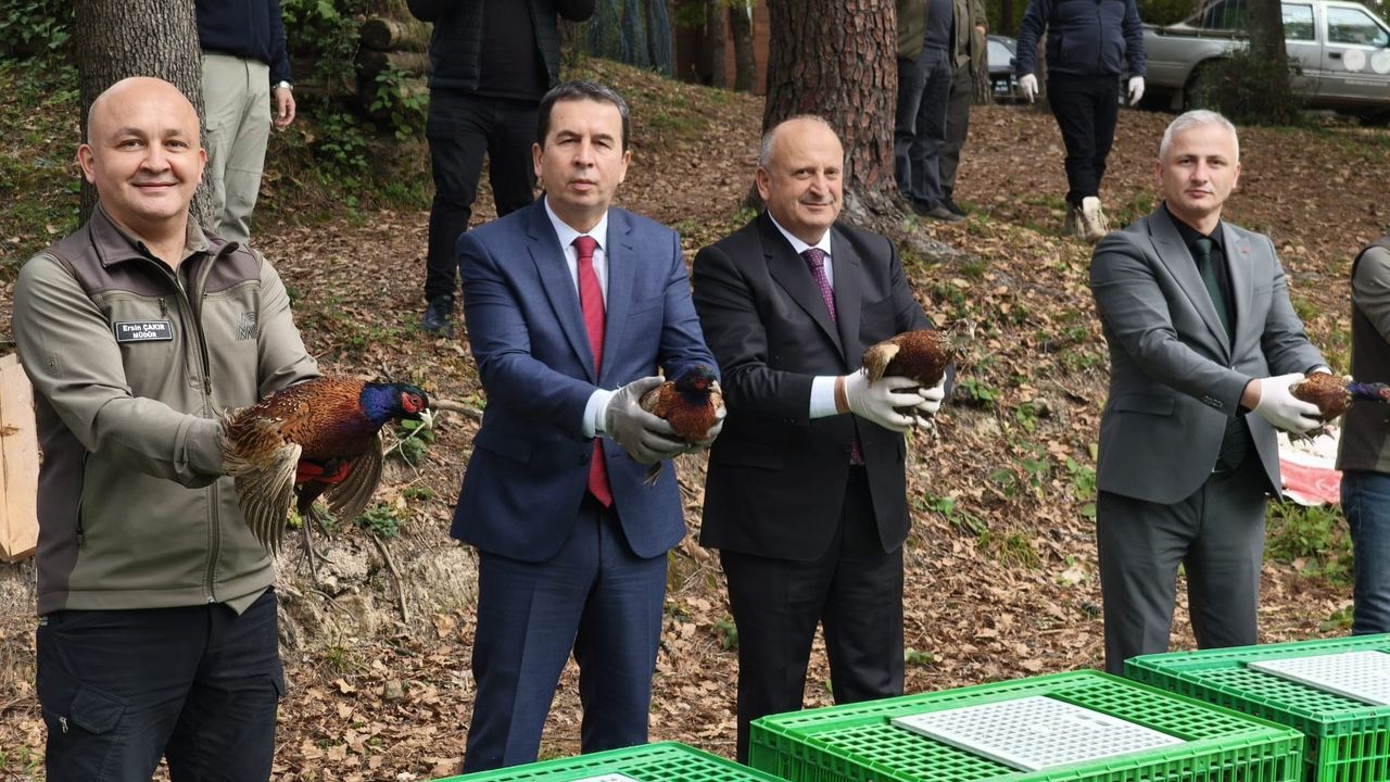 Kahverengi kokarcaya karşı doğaya 200 sülün salındı