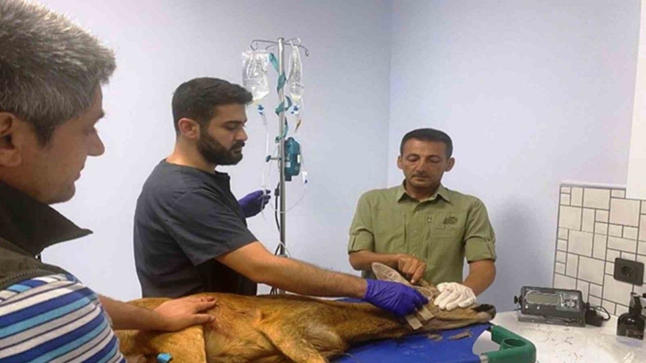 1200 hayvan tedavilerinin ardından doğaya salındı