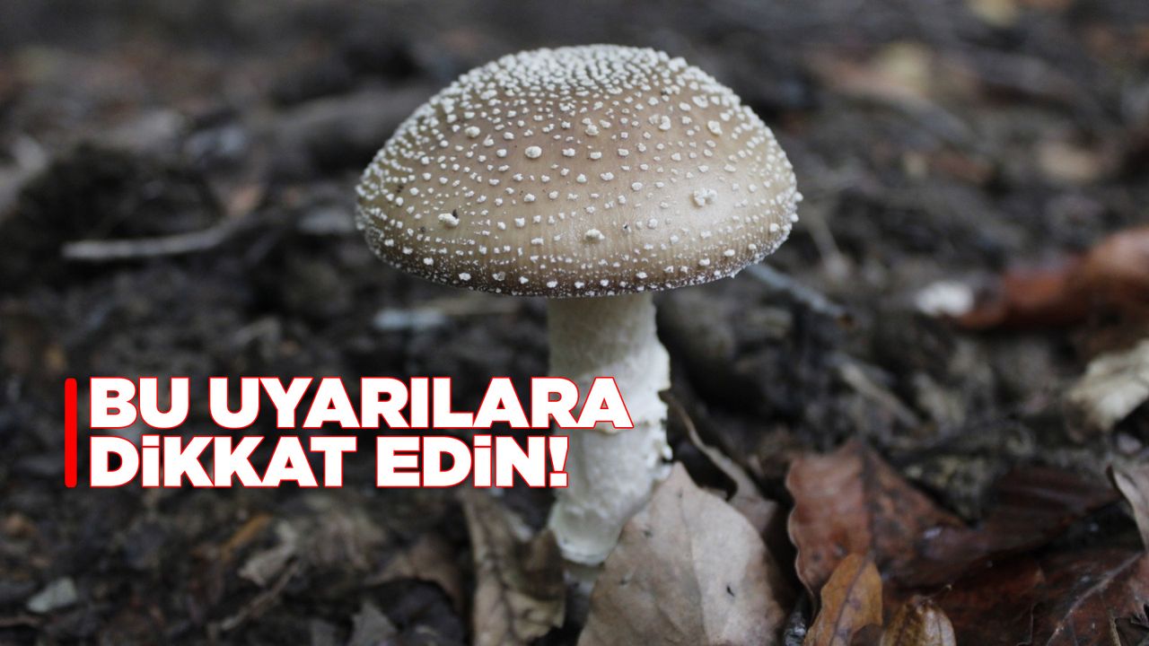 Uzmanlar uyarıyor: Mantar zehirlenmelerine dikkat!