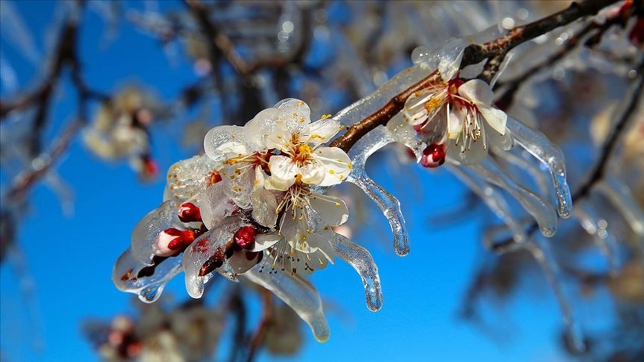 Zirai dondan etkilenen çiftçilere destek ödemesi