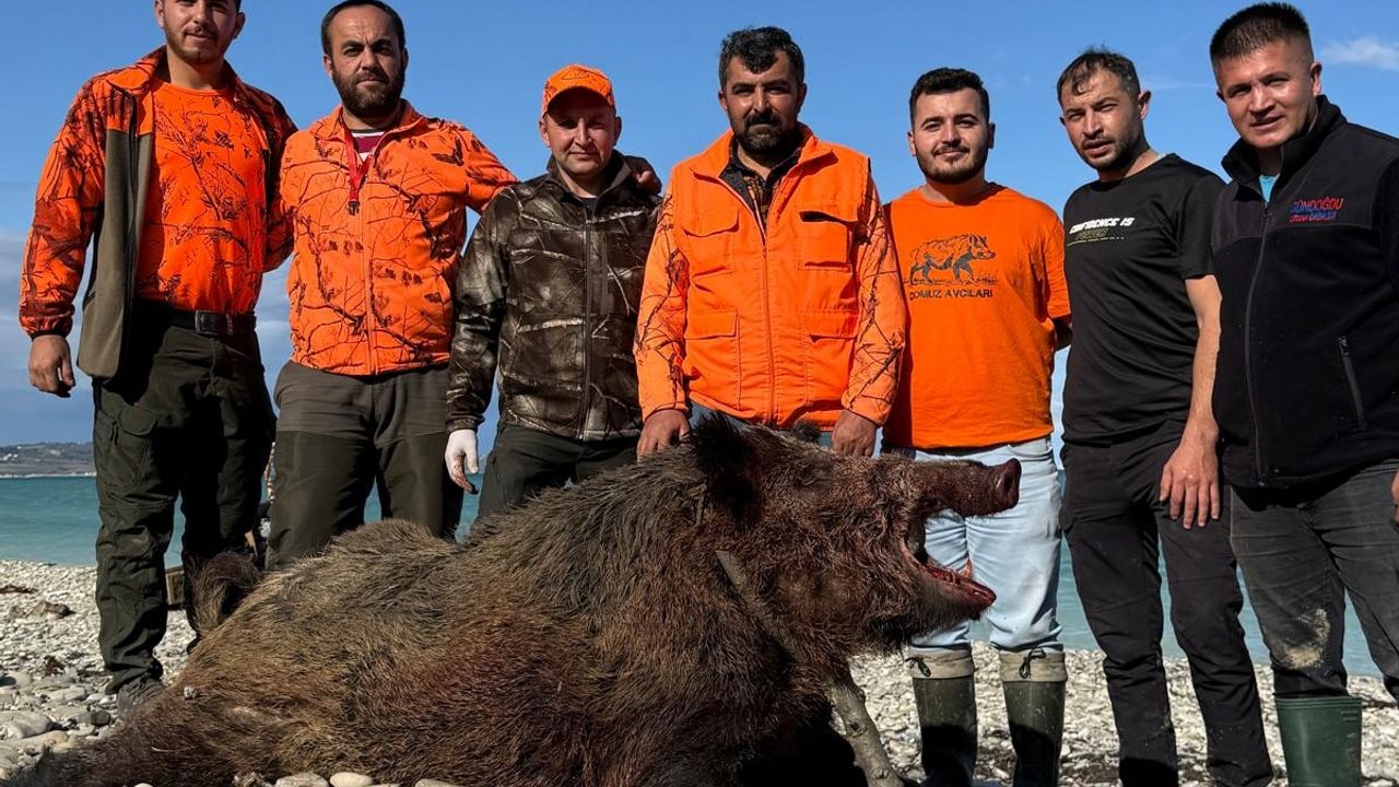 Sinop’ta köylülere zarar veren domuz avlandı