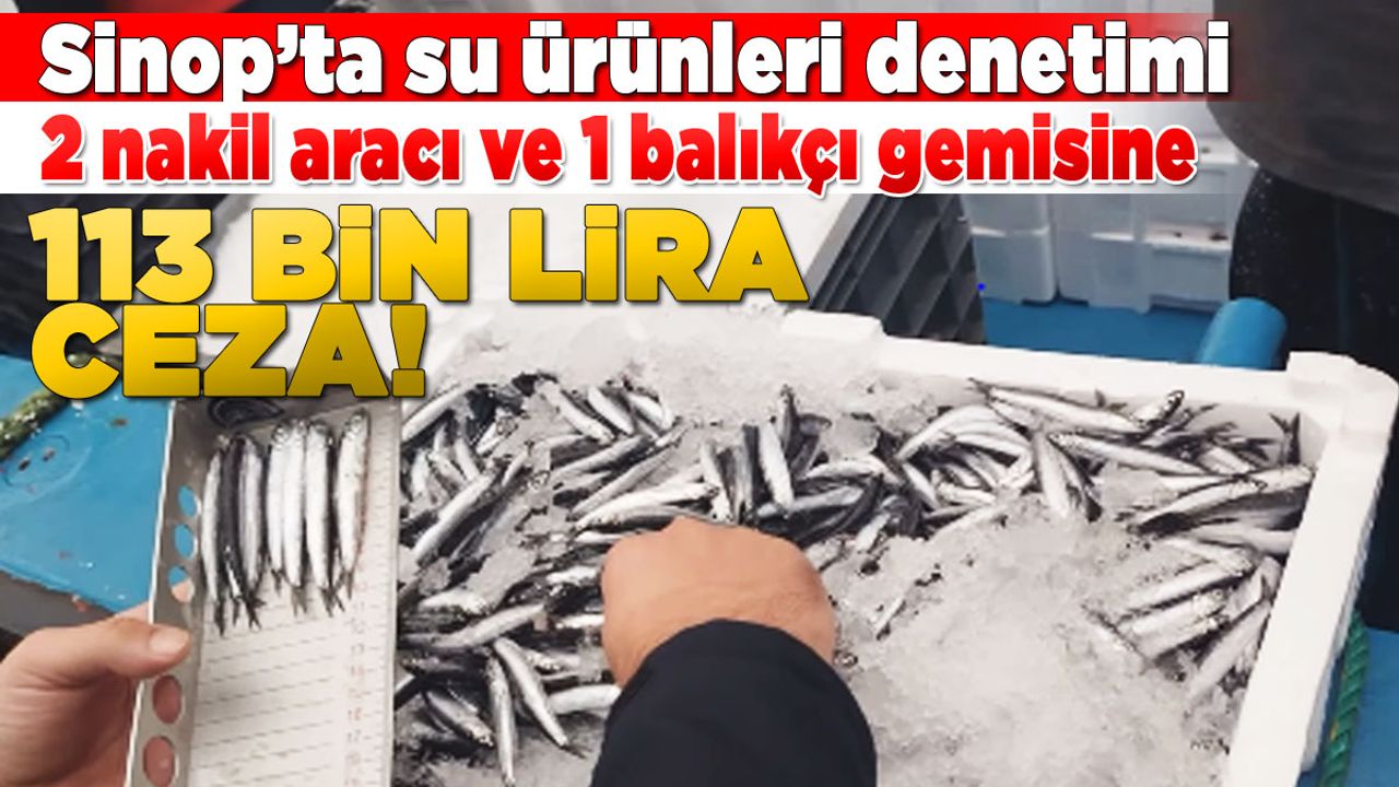 Sinop’ta balık boyu limitine uymayanlara rekor ceza