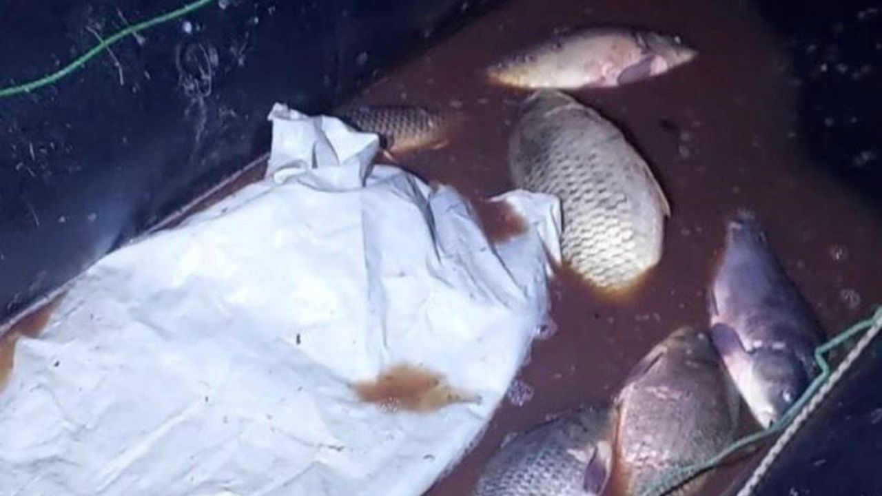 Kaçak avlanan 91 sazan yaşam alanına bırakıldı