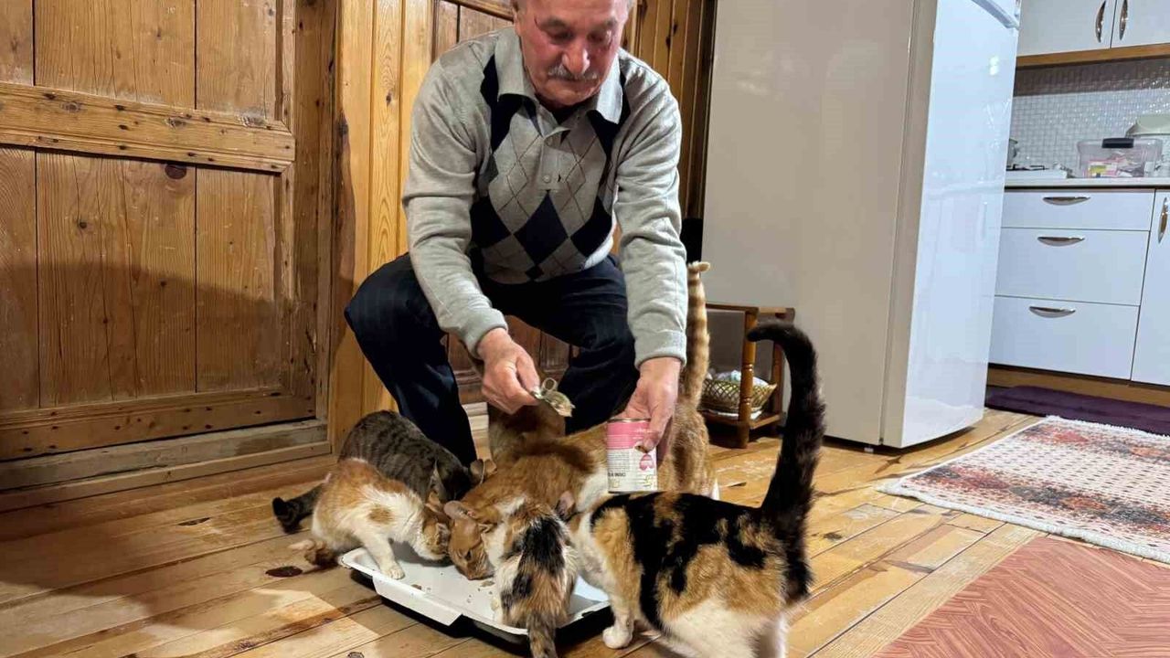 Sokak kedilerine evinin kapısını açtı