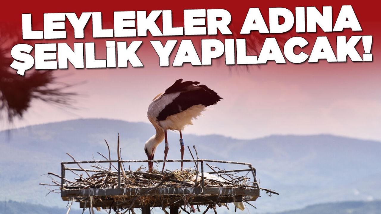 Sinop Leylek Şenliği'ne ev sahipliği yapacak