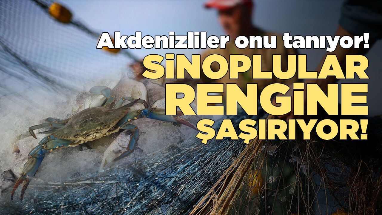 Akdeniz'den gelen davetsiz misafir Sinop'ta ortaya çıktı