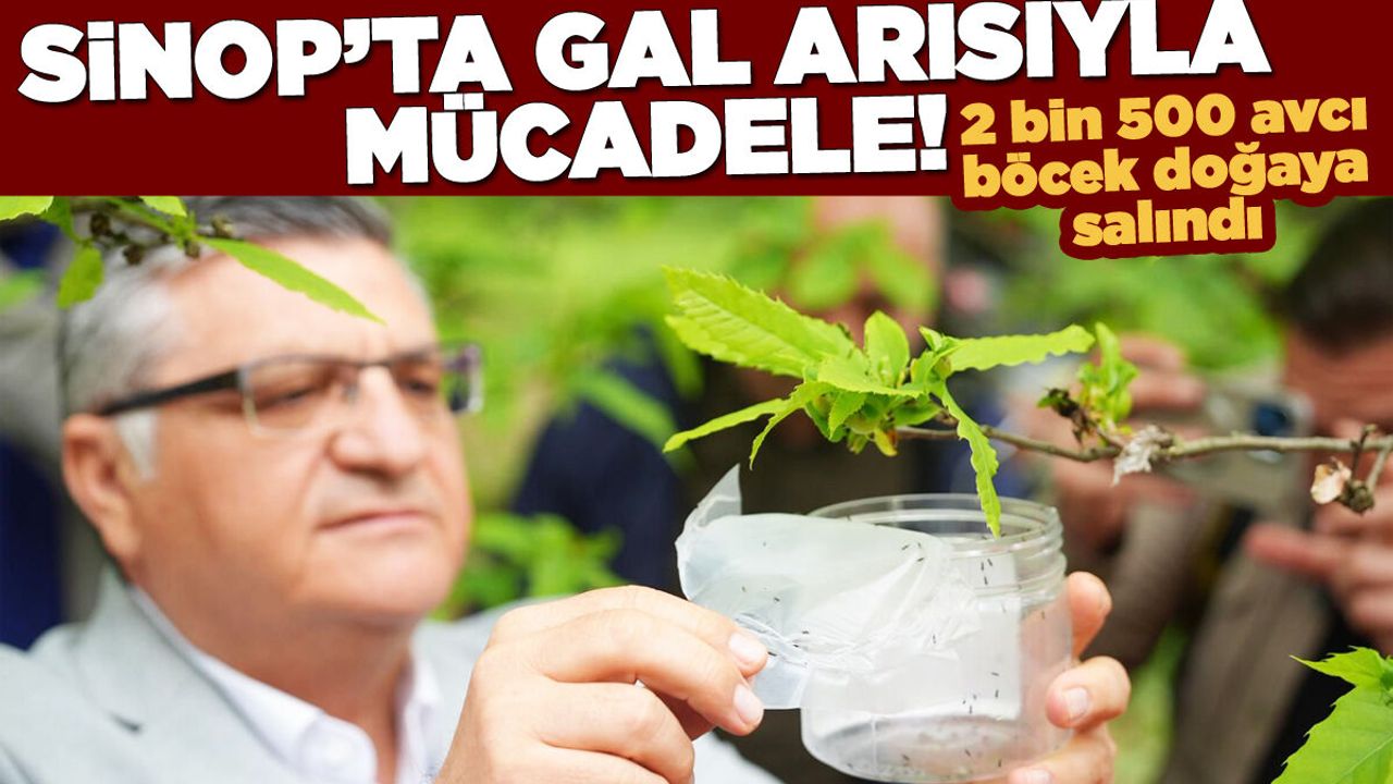 Sinop'ta 2 bin 500 avcı böcek doğaya salındı