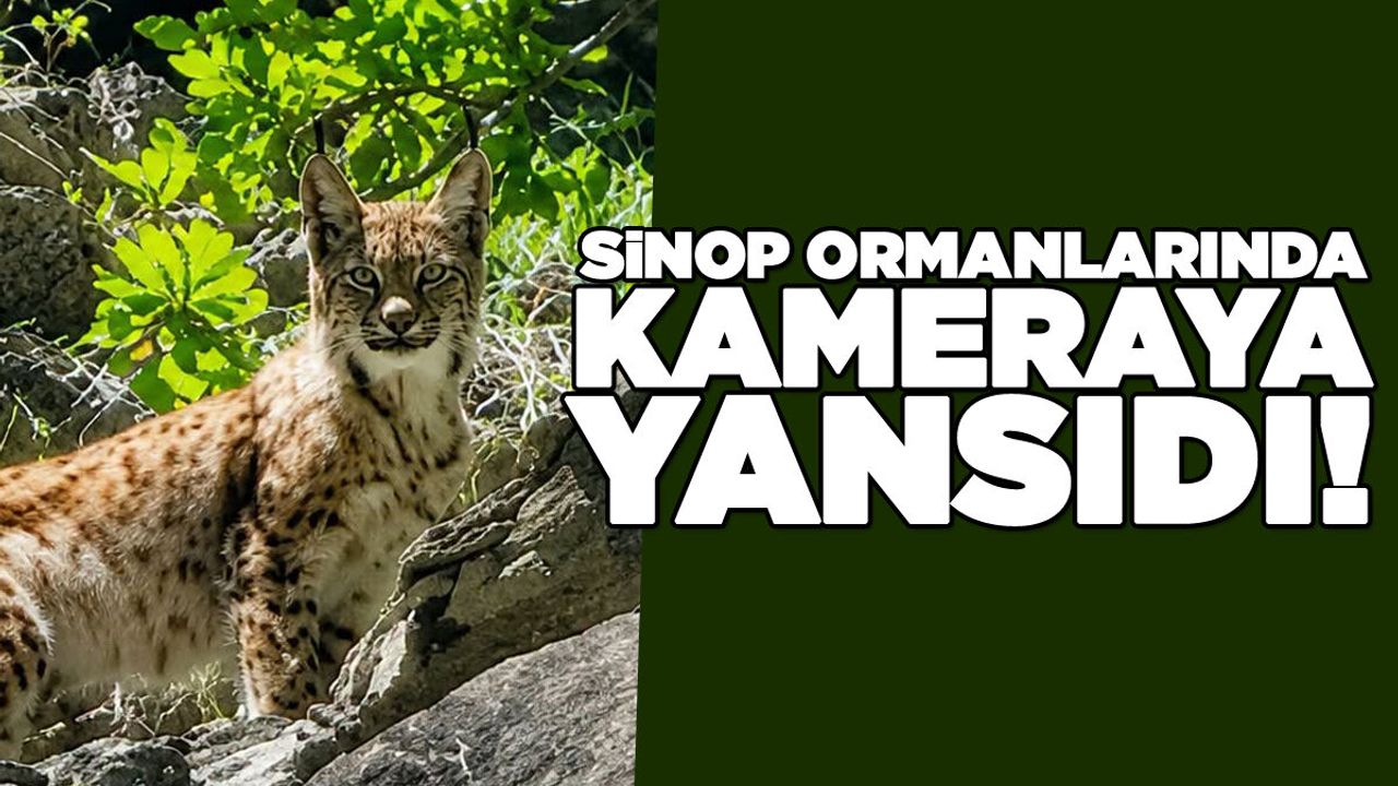 Karasaklı Köyü Yaylası'nda vaşak görüntülendi